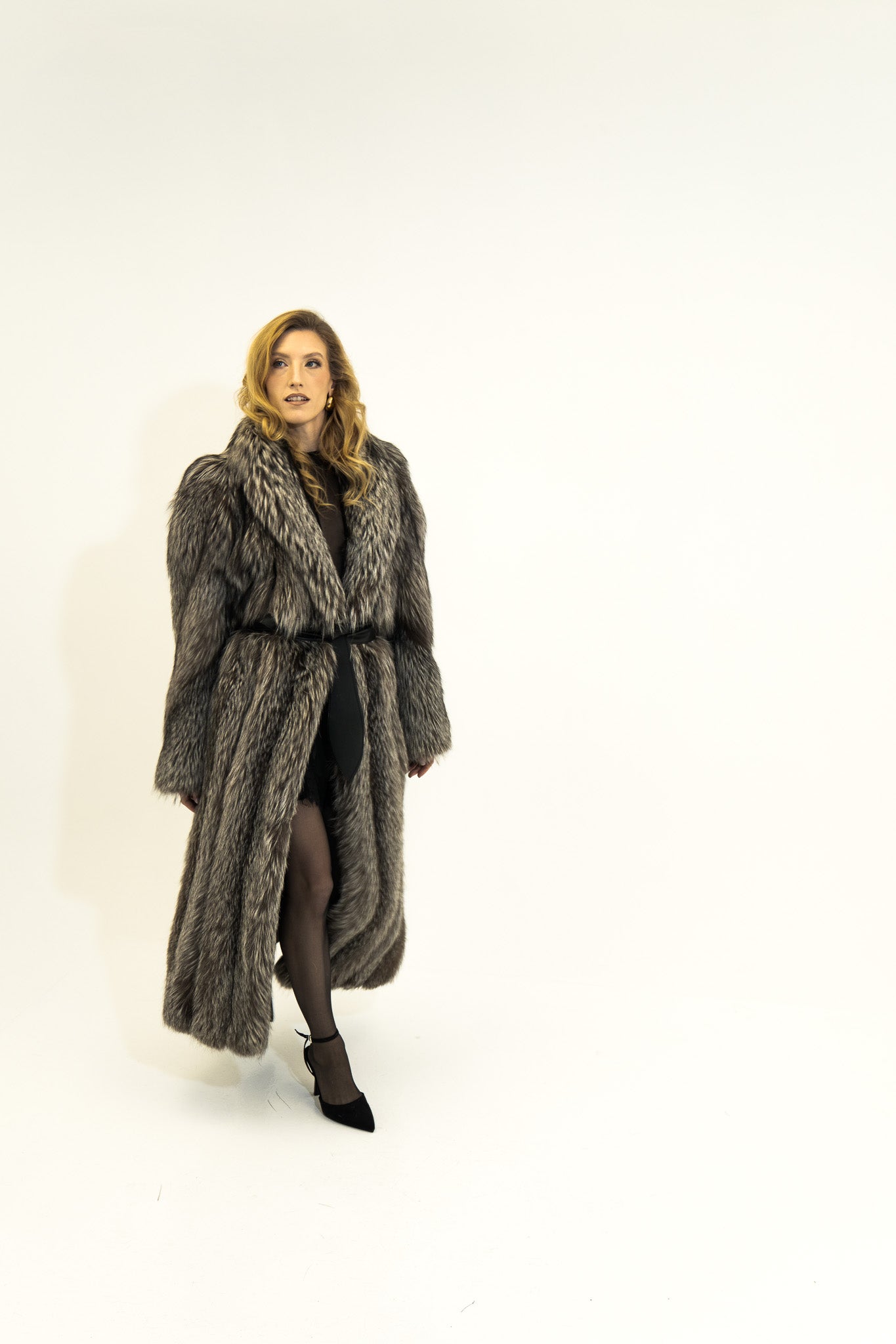 The Argent - Silver fox